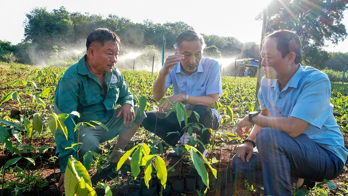  Kỳ tích cao su Việt trên nước bạn Lào - Kỳ 3: Thần tốc phủ xanh cao su Việt trên đất Lào